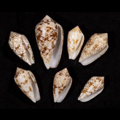 画像1: タガヤサンミナシ類  SALE!