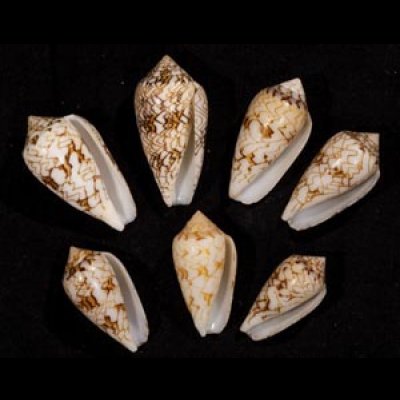 画像1: タガヤサンミナシ類  SALE!