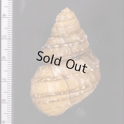 コブタニシ Margarya melanioidesfig.2