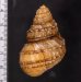 コブタニシ Margarya melanioidesfig.2
