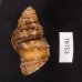 コブタニシ Margarya melanioidesfig.3