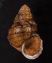 コブタニシ Margarya melanioidesfig.1