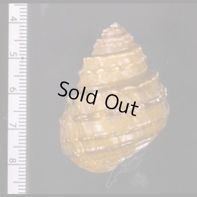 コブタニシ Margarya melanioidesfig.2