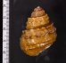 コブタニシ Margarya melanioidesfig.2
