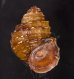 コブタニシ Margarya melanioidesfig.1
