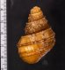 コブタニシ Margarya melanioidesfig.2