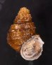 コブタニシ Margarya melanioidesfig.1