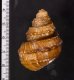 コブタニシ Margarya melanioidesfig.2