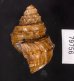 コブタニシ Margarya melanioidesfig.3