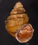 コブタニシ Margarya melanioidesfig.1