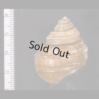 コブタニシ Margarya melanioidesfig.2