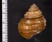 コブタニシ Margarya melanioidesfig.2
