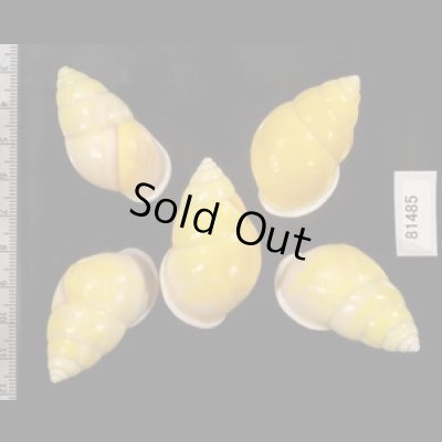 画像2: ソレムマレーマイマイ  SALE!