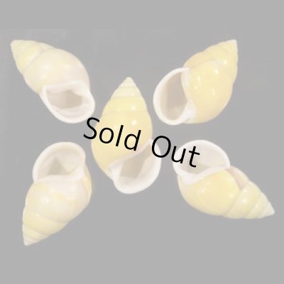 画像1: ソレムマレーマイマイ  SALE!