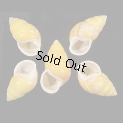 画像1: ソレムマレーマイマイ  SALE!