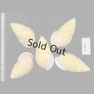 画像2: ソレムマレーマイマイ  SALE!