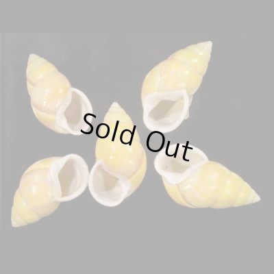 画像1: ソレムマレーマイマイ  SALE!