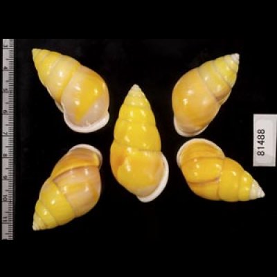 画像2: ソレムマレーマイマイ  SALE!