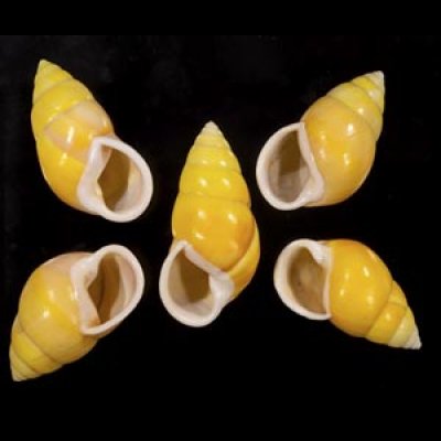 画像1: ソレムマレーマイマイ  SALE!