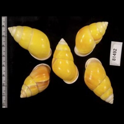 画像2: ソレムマレーマイマイ  SALE!