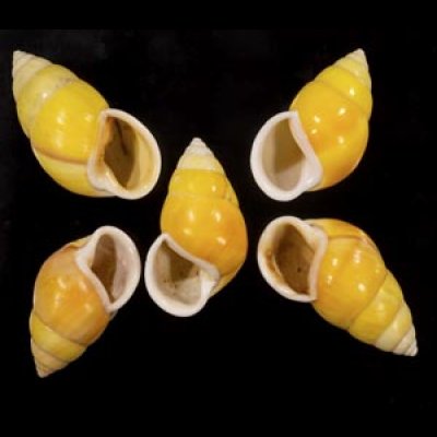 画像1: ソレムマレーマイマイ  SALE!