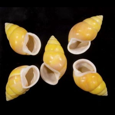 画像1: ソレムマレーマイマイ  SALE!