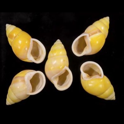 画像1: ソレムマレーマイマイ  SALE!