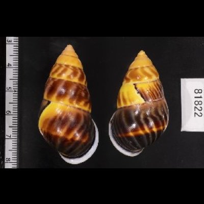 画像2: ダークマレーマイマイ (仮称)