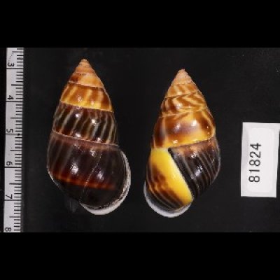 画像2: ダークマレーマイマイ (仮称)