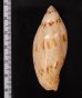 ニューマンニンギョウボラ (仮称) Amoria turneri newmanaefig.2