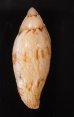ニューマンニンギョウボラ (仮称) Amoria turneri newmanaefig.3