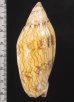 画像2: ニューマンニンギョウボラ (仮称) (2)