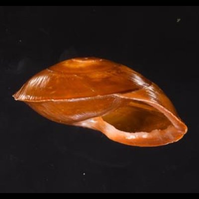 ヒメオニコマ(シキホル) Calocochlia siquijorensisfig.2