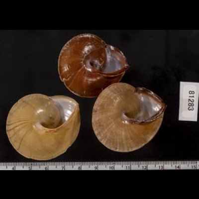 画像2: ヒメオニコマ(シキホル)