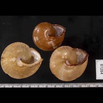 画像2: ヒメオニコマ(シキホル)