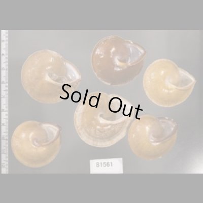 画像2: ヒメオニコマ SALE!