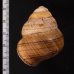 クリスジゴシキマイマイ Helicostyla daphnisfig.2