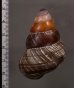 クリスジゴシキマイマイ(セブ南) Helicostyla daphnisfig.2