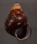 クリスジゴシキマイマイ(セブ南) Helicostyla daphnisfig.1
