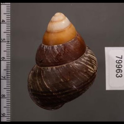 クリスジゴシキマイマイ(セブ南) Helicostyla daphnisfig.2