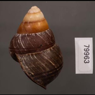 クリスジゴシキマイマイ(セブ南) Helicostyla daphnisfig.3