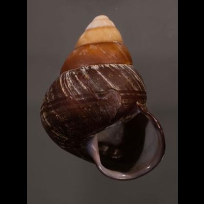 クリスジゴシキマイマイ(セブ南) Helicostyla daphnisfig.1
