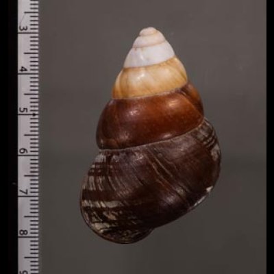 クリスジゴシキマイマイ(セブ南) Helicostyla daphnisfig.2