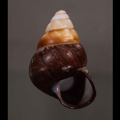 クリスジゴシキマイマイ(セブ南) Helicostyla daphnisfig.1