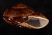 ダイオウマイマイ Ryssota otaheitanafig.2