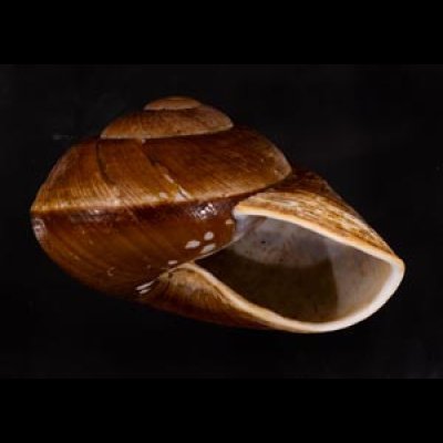 ダイオウマイマイ Ryssota otaheitanafig.2