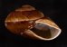 ダイオウマイマイ Ryssota otaheitanafig.2
