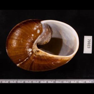 ダイオウマイマイ Ryssota otaheitanafig.3