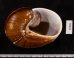 ダイオウマイマイ Ryssota otaheitanafig.3