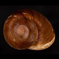 ダイオウマイマイ